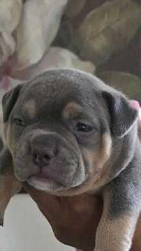 Mega Sized 3 Week Old American Bully Puppies! #americanbullies #foryou #pocketbullies #viral #puppy