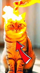 The Sound That Every Cat Reacts To! 🐾😮