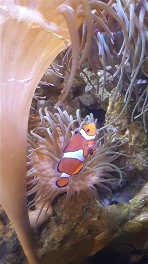 nemo fish clown fish