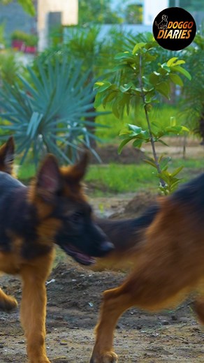 115K views · 4.3K reactions | “Sirf Dog Nahi… Pedigree Bhi Zaroori Hai! ” Cute dekh ke mat le lo… pedigree ka matlab hai generations ka health, temperament aur quality ka trust. Full interview available on YouTube and Facebook. #DogOrPedigree #pedigreematters #GSDIndia #doglovers #GermanShepherdPuppy #DoggoDiaries #EthicalBreeding #ChampionBloodline #ShowQualityDog #PedigreeDog #healthypuppy | Doggo Diaries | Facebook