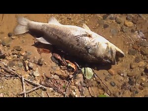 Why Evolution Is Impossible!