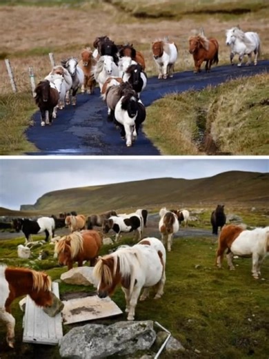 Out in the wild Atlantic, perched on the rugged cliffs of Foula in the Shetland Islands, there are more hooves than footsteps. With only a few dozen people calling the island home, livestock — sheep and ponies — easily outnumber the humans. And when the wind comes howling in off the sea, it’s the hardy native ponies that look like they truly belong. The Shetland pony, one of Britain’s oldest and toughest breeds, was shaped by islands like this — forged by salt air, steep hills, and centuries of 