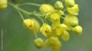 Oregon Grape flower (Mahonia aquifolium), Cowichan Valley, Vancouver Island