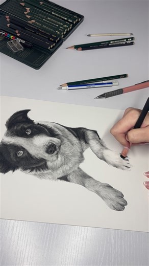 A Beautiful Pet Portrait of a Black Dog