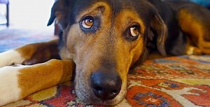 Can Dogs Feel Grief Like Humans? New Study Answers the Question