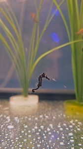 4.8K views · 139 reactions | How cute are these tiny baby seahorses! Full behind the scenes tour of @advanced_aquarium_consultancy seahorse and coral farm out on YouTube this wednesday! #seahorse #seahorses #saltwater #marine #aquatics #aquarium #aquaticelements #fishfeeding | Aquatic Elements | Facebook