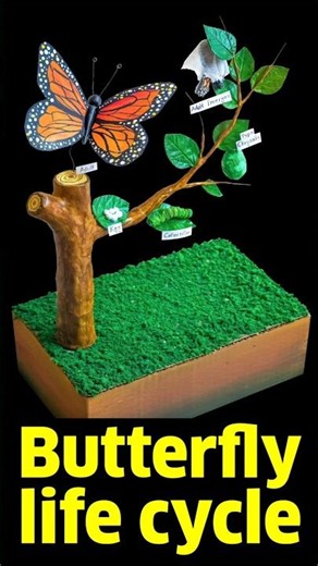 Butterfly life cycle science project
