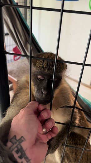 Every one has asked about the progress of Mojo and Maya’s new independent living… their full indoor and outdoor space all their own! We still have a jungle gym to install, an outdoor expansion and more cameras. But overall they have a great space to hang and call their own, diaper free and safe!