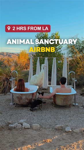 Melissa | Los Angeles, California | You can stay at this unique animal sanctuary airbnb in the desert with @kaleidoscopedesert - 2 hours from Los Angeles 🦓🌵 Kaleidoscope... | Instagram