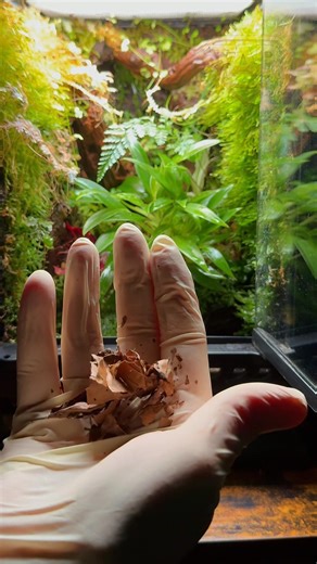 Frühling im NanoTerrarium | meine wöchentliche Pflege Routine #terrarium #nanoterrarium #terrarium