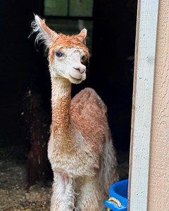 70K views · 5K reactions | Premature tiny alpaca grows up inside a house! 凉 | The Koala | Facebook