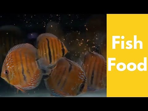 How to feed Discus fish!