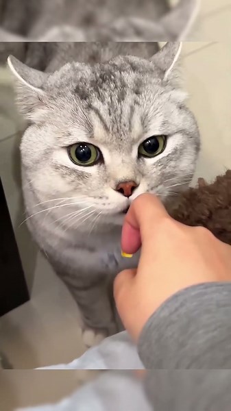 This cat discovered her owner's betrayal 😭