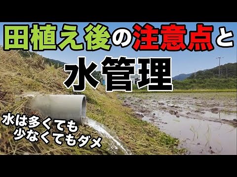 【田植え後の注意点と水管理】水はゆっくり入れてやりましょう！(RICE IS COMEDY®︎)