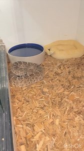 RATTLESNAKE COLLECTION! #nature #reptiles #diamondback #mojave #venomous #serpent #wildlife #snaketattoo #lizard #herping #colubrid #ballpythonbreeding #wildlifephotography #pythonregius #pythons #boaconstrictor #ballpythonbreeder #snakelovers #pythonsofinstagram #hognose #love #naturephotography #snakephotography #reptilephotography #petsnake #photography #cobra #snakelove #ballpythonmorph #snek #snakeofinstagram #snakesofinsta #Shorts #virals #best #fyp | Willard DEE