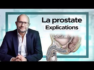 What is the prostate? What is its function?