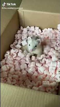 It's The Final Brain Cell