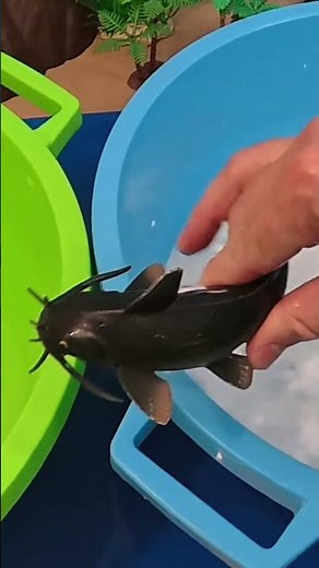 🐟 Why do catfish have whiskers? (A fun fact you didn't know!)