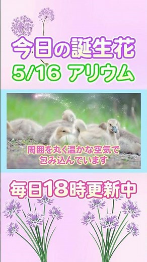 今日の誕生花と癒しのメッセージ🌸 #誕生日おめでとう #5月16日 #アリウム