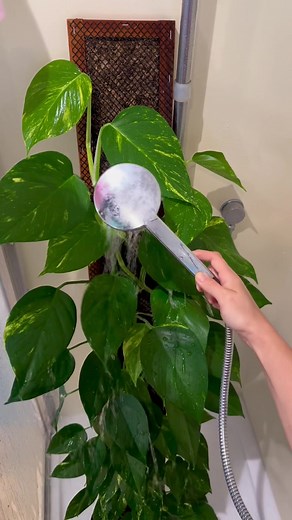 The easiest way to water my plant wall is 🚿 Featuring Epipremnum aureum golden which you may know as Golden Pothos. #aroidaddicts #aroid #planttips #plants #plantsoftiktok #plantsmakepeoplehappy #houseplants #urbanjungle #plantlover #indoorplants #houseplantclub #plantaddict #plantsplantsplants #indoorjungle #urbanjunglebloggers #indoorgarden #houseplantcommunity #livingwithplants #plantstyling #plantcollection #myplantpa