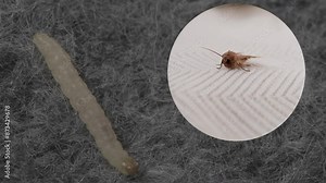 clothes moth caterpillar, larva, crawls on woolen jacket, eats wool, brown insect, Clothes moth, selective focus, Prevention and methods for combating pests, destruction, damage to clothes in house