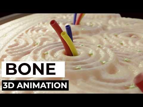 How Are Bones Really Built? | 3D Animation