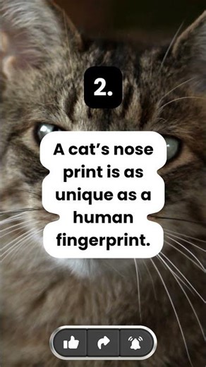 3 Fun Facts About Cats