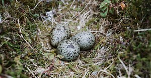 Étonnant : les œufs des oiseaux communiquent entre eux