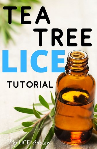 Tea Tree Oil For Lice: How to Kill and Prevent Lice Using Tea Tree Oil