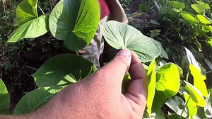 Our Kava Kava comes from the island of Vanuatu off the northeast coast of Australia. Here's a peek at the harvest process. Learn more about Kava Kava at bit.ly/Kava-Kava. | Gaia Herbs