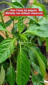 Your pepper plants are under attack! 🌶️🛡️ Here is the organic solution. Whiteflies and aphids are more than just pests; they are carriers of plant viruses. 🦠 Instead of toxic chemicals, I use Lactic Acid Bacteria (LAB) to strengthen my plants from the inside out. 🧬 ​By boosting plant immunity and maintaining a healthy microbial balance, my peppers stay clean, vibrant, and incredibly productive. 🌿📈 ​The secret 3-in-1 formula and spraying routine are pinned in the comments! 👇 #OrganicGarden