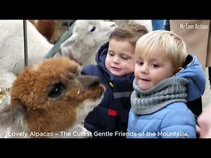 Lovely Alpacas – The Cutest Gentle Friends of the Mountains