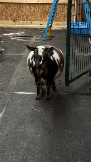 Understanding Nigerian Dwarf Goats Care