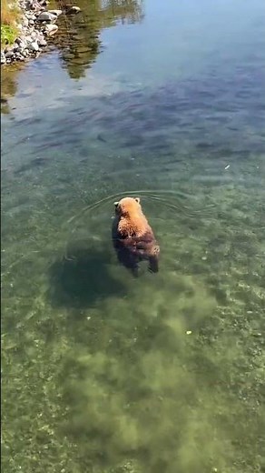A super fluffy bear floating through the water in search of fish