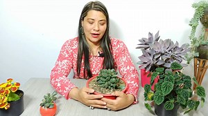 Todo Sobre adromischus cooperi | Suculenta EMPANADITA | Jardín De La Chita