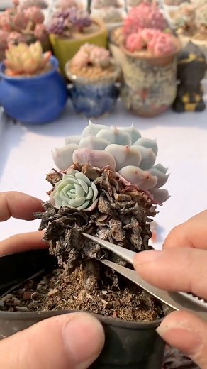 1.6M views · 19K reactions | Remove old leaves for succulents  #succulents #suculentas #fblifestyle | Succulents | Facebook