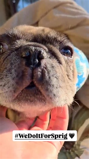 🌿 SPRIG – WHY WE DO THIS Sprig is the heart of what rescue really means. Not the before and after photos. Not the happy endings. The sacred part in the middle where love becomes dignity. Sprig spent so much of his life hurting without anyone to speak for him. By the time he reached us, his body was already tired. But his life did not become less valuable just because his time is short. If anything, it became more sacred. He is not here to be “fixed” or “made adoptable.” He is here to be cherish