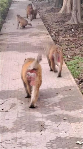 patali kamariya bole 🦧🥳😂 #funny #comedy #monkey #animals