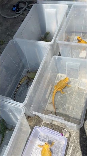 The VIP Sunbathers! Who Called The Meeting For All These Colorful Lizards?