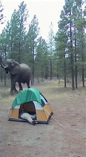 The Air Exploded With Sound! Elephant Trumpet Echoes Through Camp!