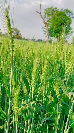 #pindawale #پنڈاں_والے #ساڈا_پنجاب🍁🥀 #foryou #viral #1millionviews