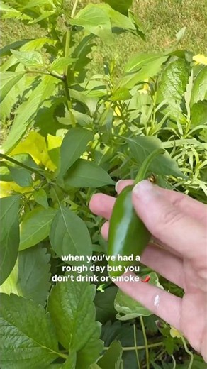 Easy Quick Pickle 🌶️🥒