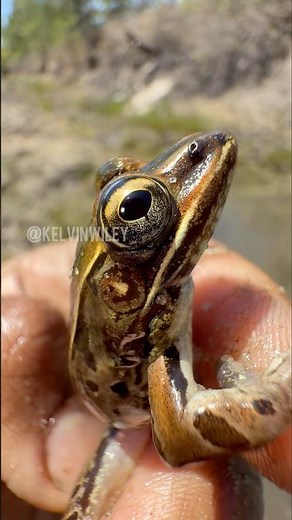 Southern Leopard Frog Catch!