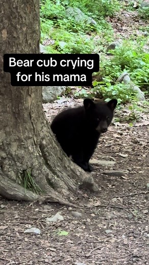 Heartbreaking Bear Cub Crying for Mama in the Woods