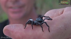 Comparing deadly venom between Australia's funnel-web and mouse spider species