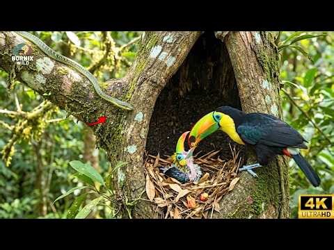 Toucan Life Cycle: 133 Days from Hatchling to Survival