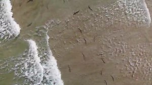 179K views · 1.7K reactions | FLORIDA SHARK FRENZY!麗 Sharks took over the shallow waters of a New Smyrna Beach inlet this week. =Jeremy Johnston | https://bit.ly/3bTUeu8 | WJXT4 The Local Station / News4JAX | Facebook