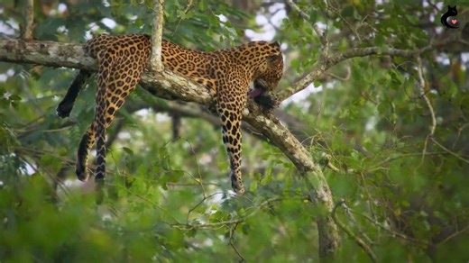This Wild Cat’s Ultra-Rare Coat Color Is Unlike Anything Seen Before