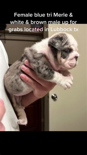 Datboijaydatboi (@datboijaydatboi)’s videos with Blue Laces 2 - Nipsey Hussle