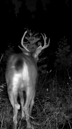 Hidden Wildlife: Rare Blacktail Buck Night Footage #trailcam #nature #deer